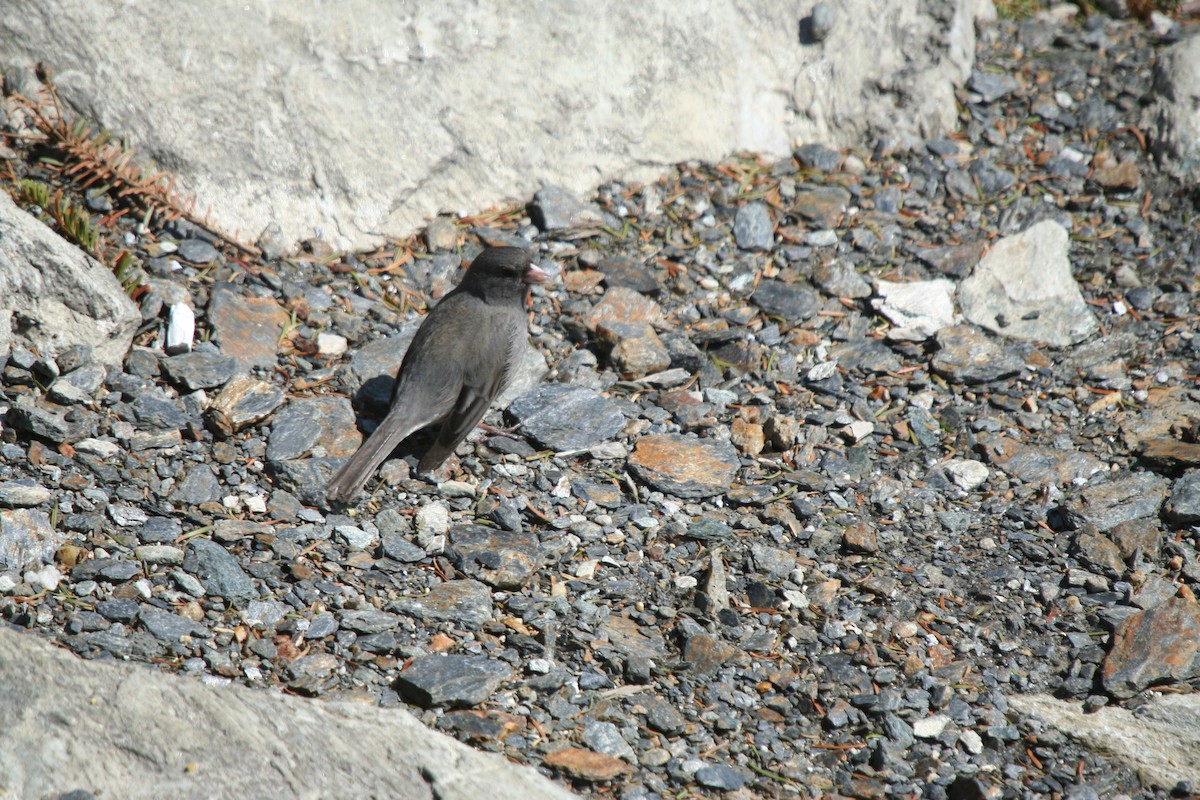 strnadec zimní - ML646598507