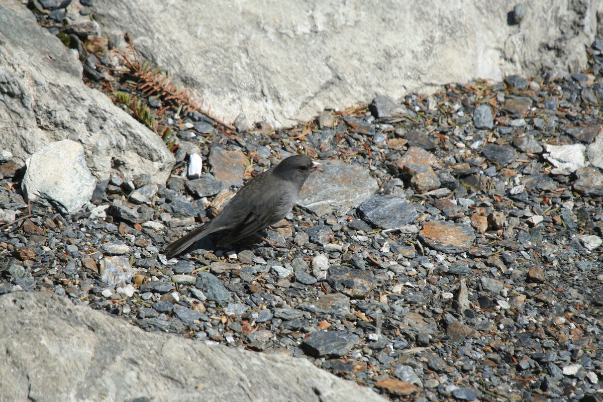 strnadec zimní - ML646598508