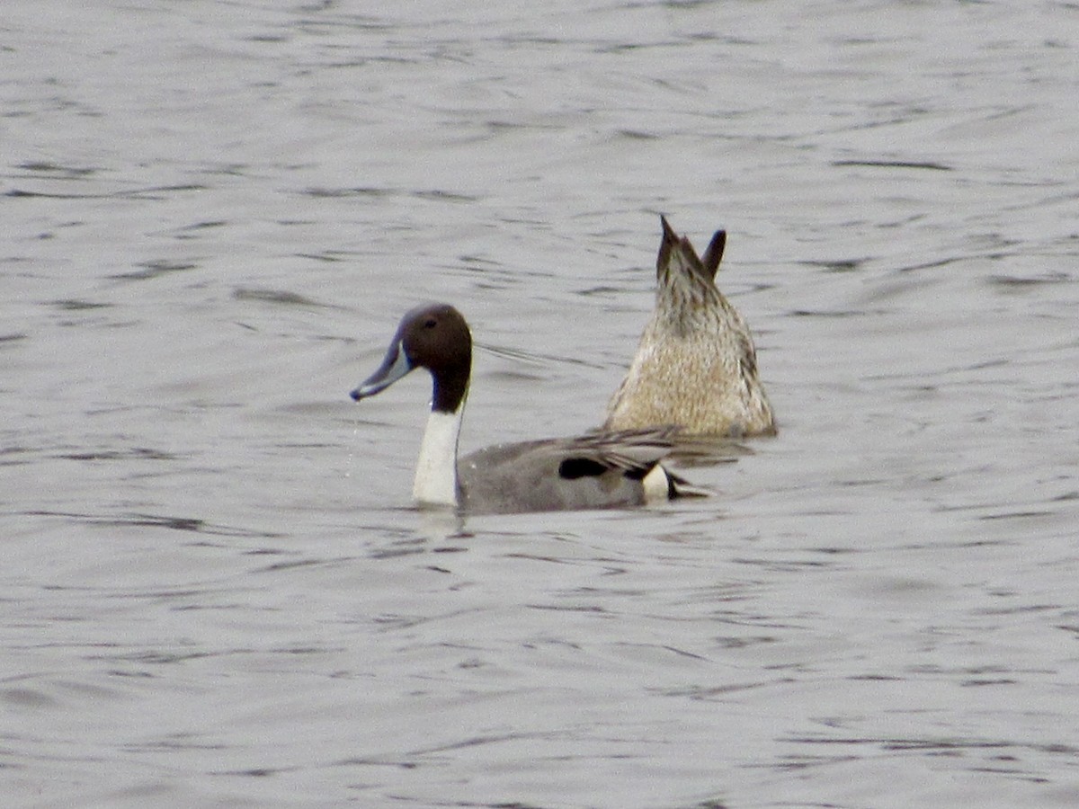 Northern Pintail - ML646598515