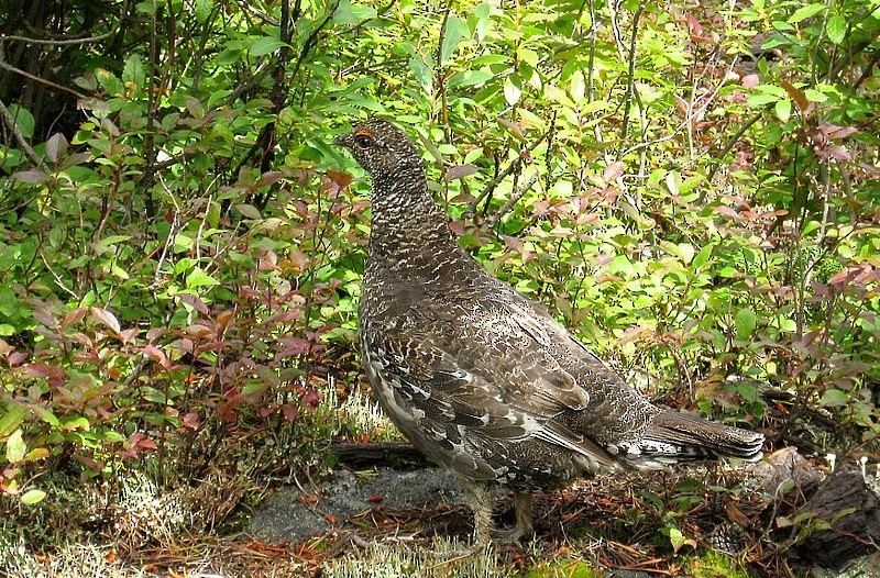 Dusky Grouse - ML646598516
