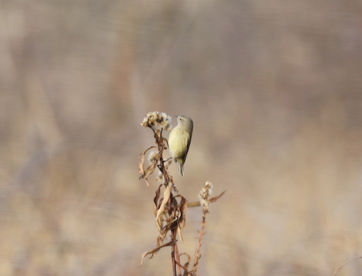 Orange-crowned Warbler - ML646598518