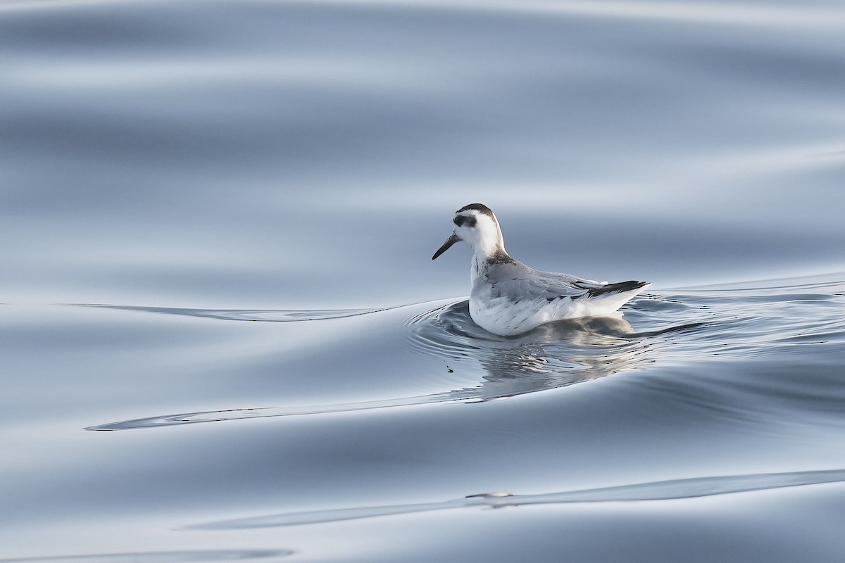 Red Phalarope - ML646598522