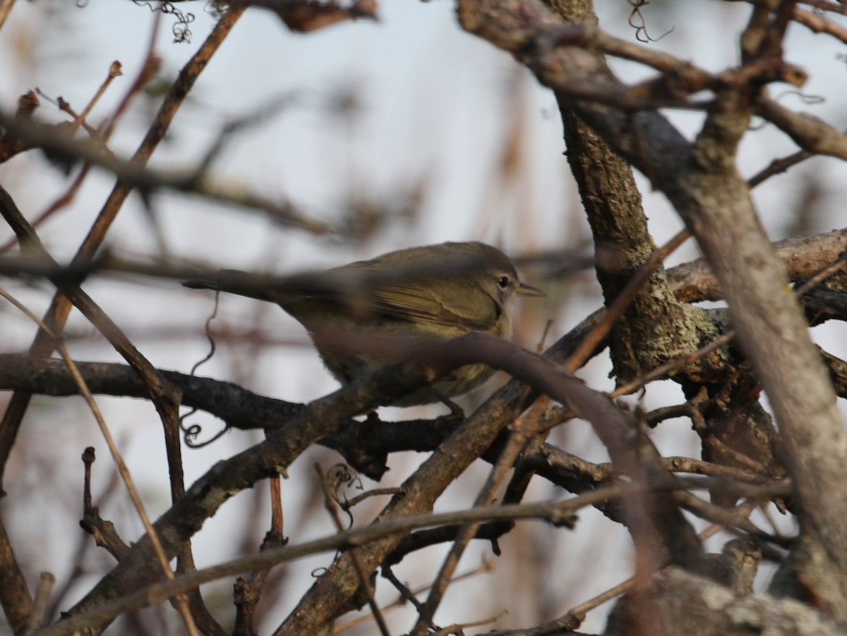 Orange-crowned Warbler - ML646598524