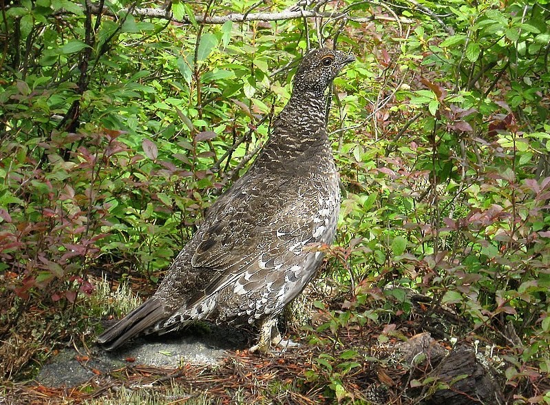 Dusky Grouse - ML646598525