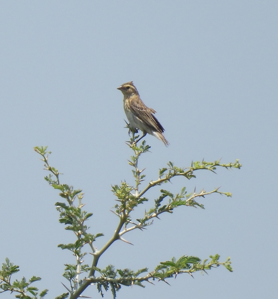 Moineau bridé - ML646598526