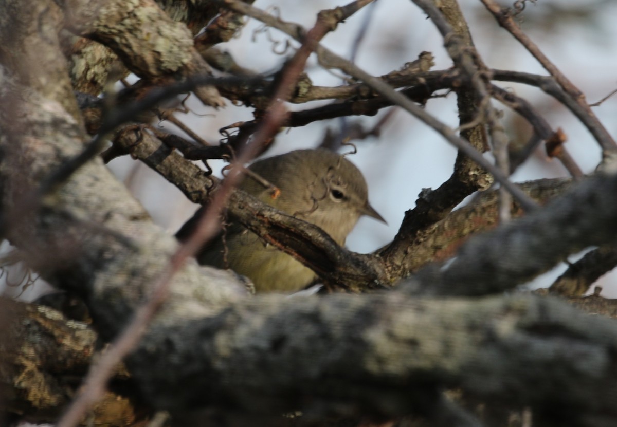 Orange-crowned Warbler - ML646598528