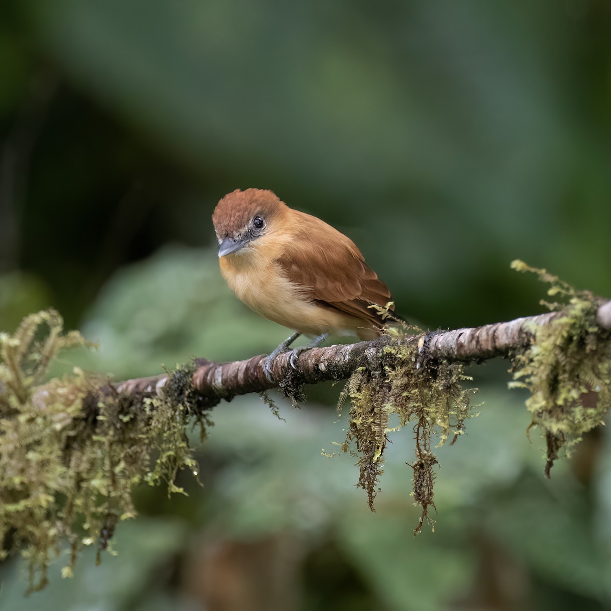 Cinnamon Becard - ML646598529