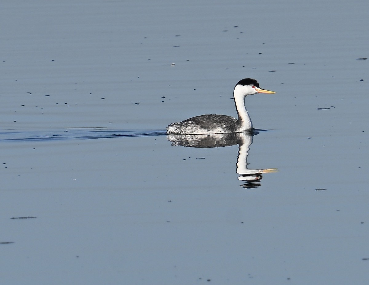 Clark's Grebe - ML646598530