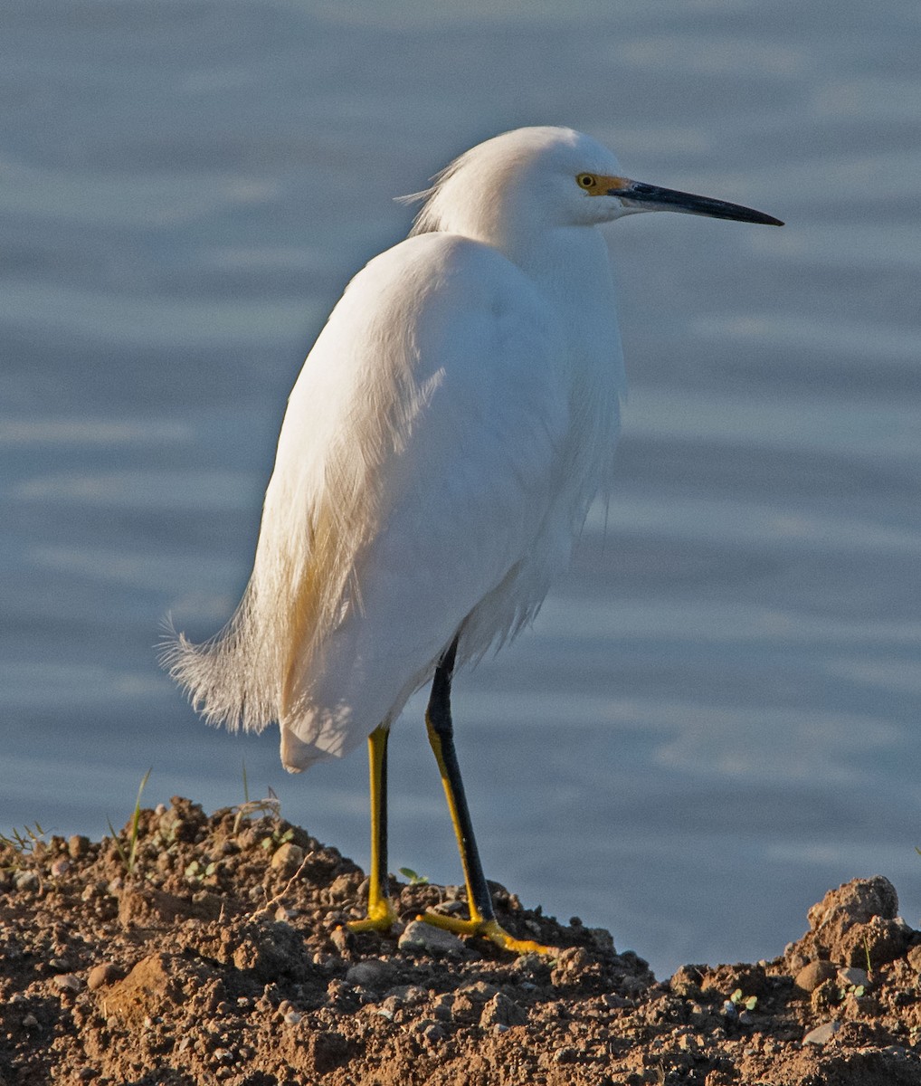 Snowy Egret - ML646598531