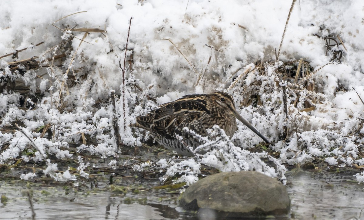 Wilson's Snipe - ML646598532