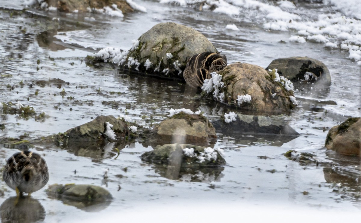 Wilson's Snipe - ML646598533