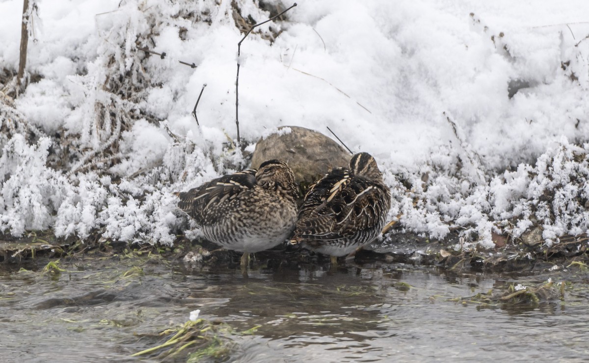 Wilson's Snipe - ML646598534