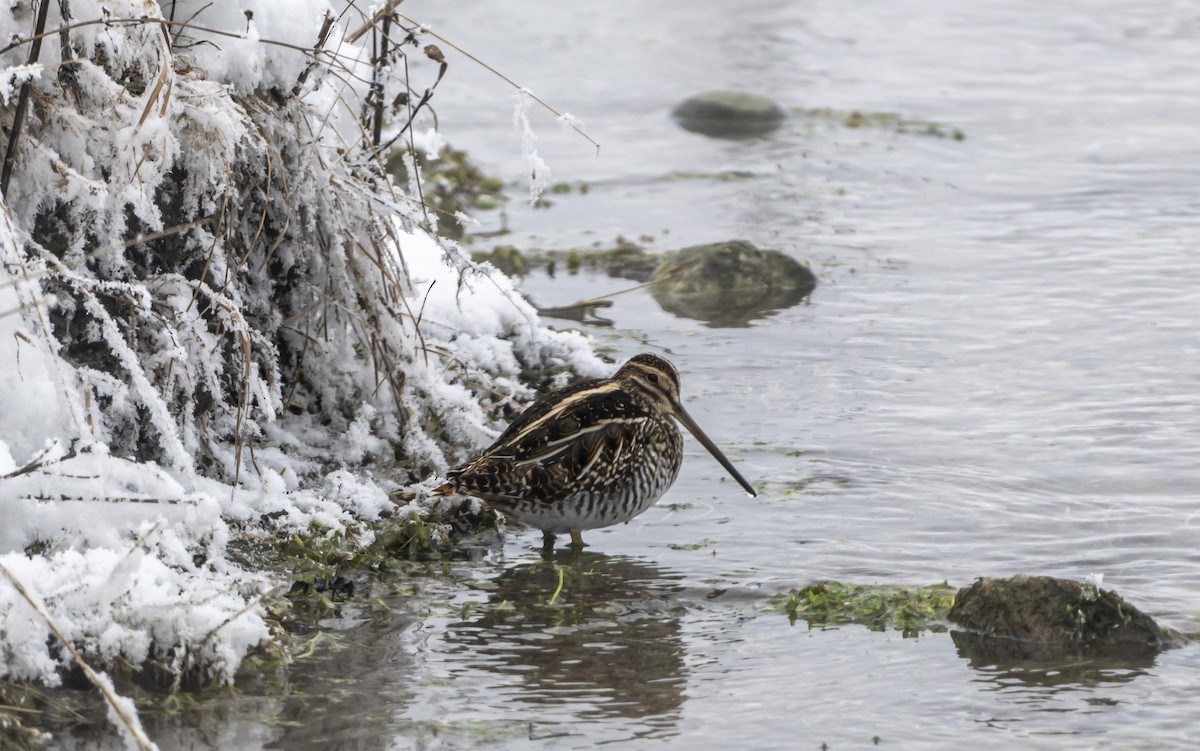 Wilson's Snipe - ML646598535