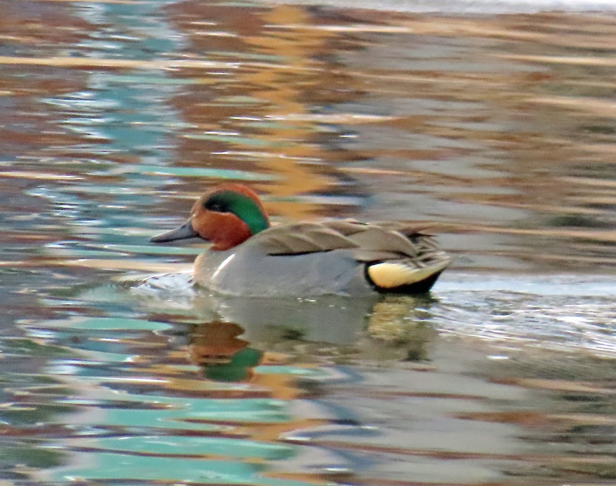 čírka obecná - ML646598538