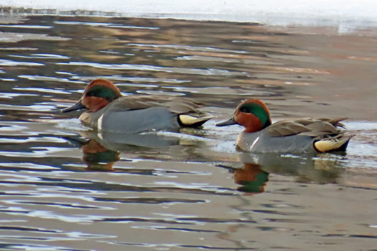 čírka obecná - ML646598539