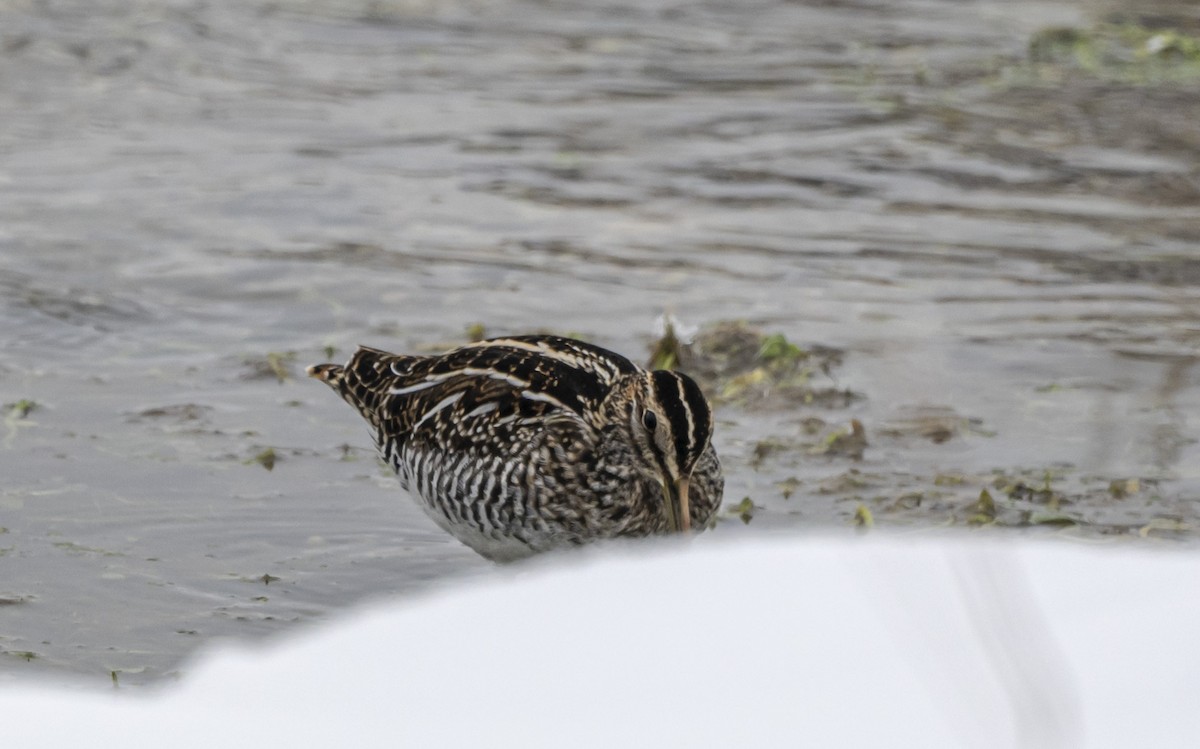 Wilson's Snipe - ML646598543