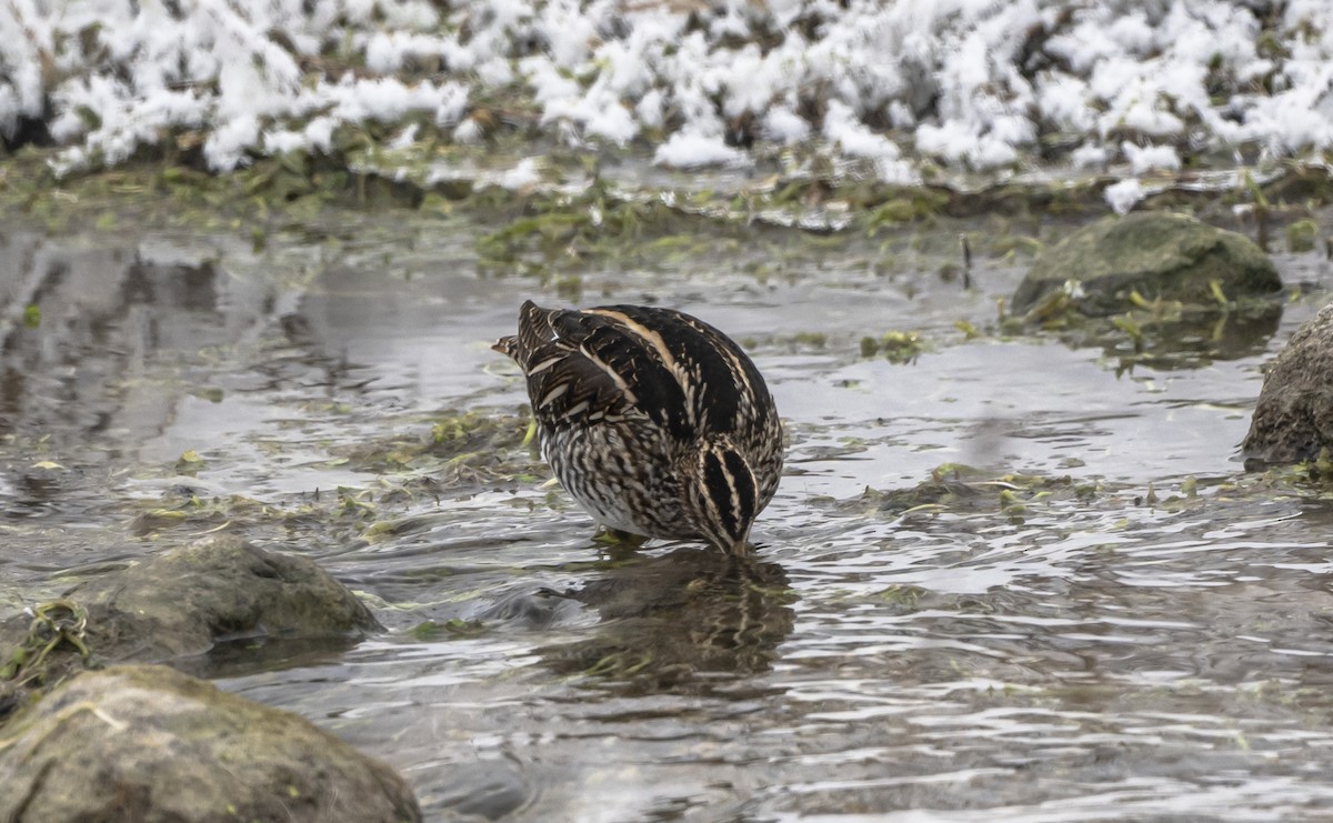 Wilson's Snipe - ML646598544