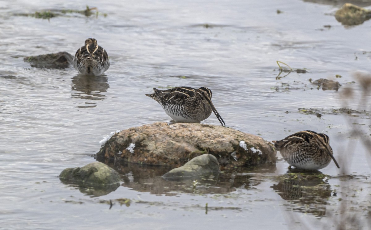 Wilson's Snipe - ML646598545