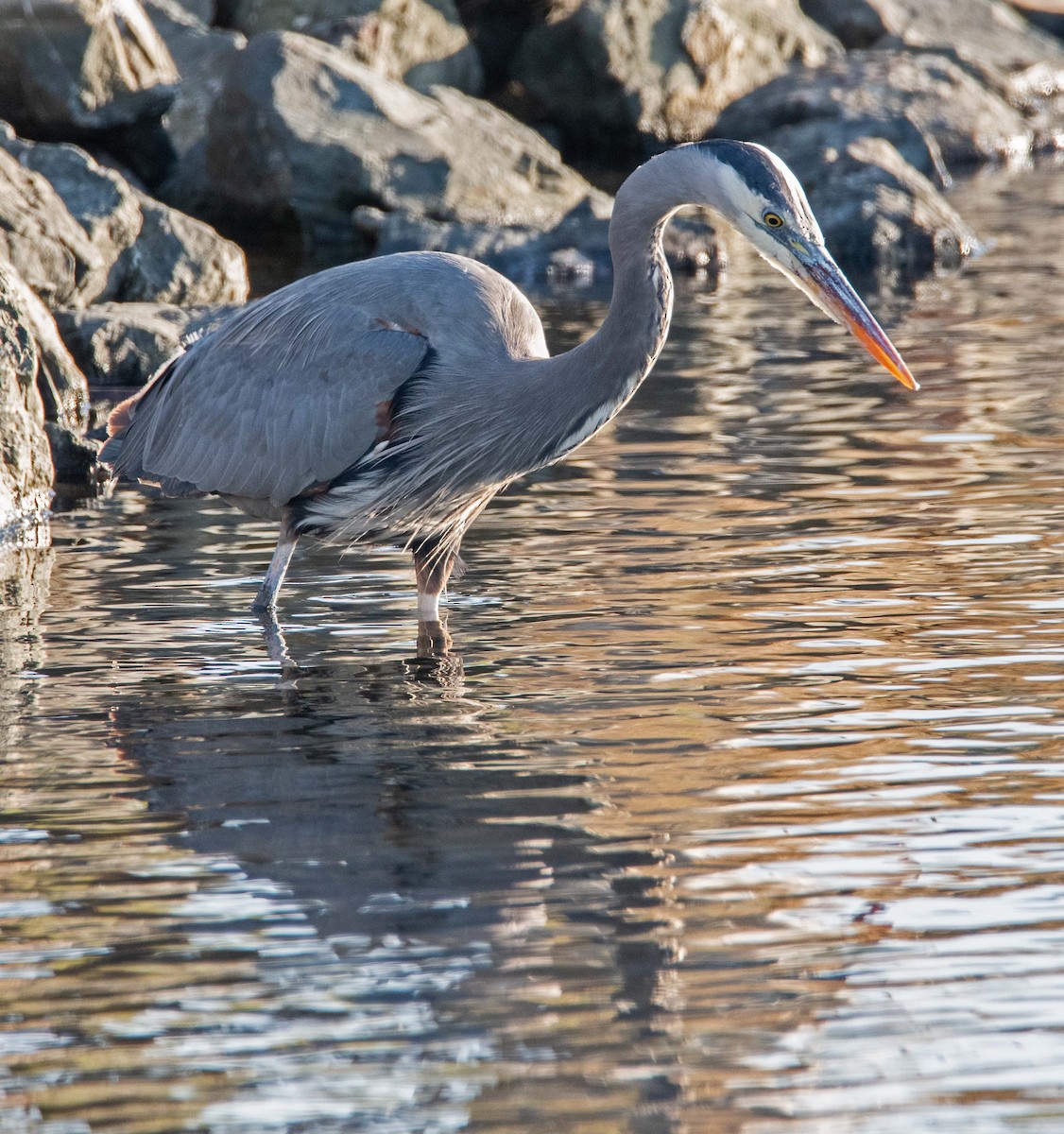 Koartza hauskara amerikarra - ML646598546