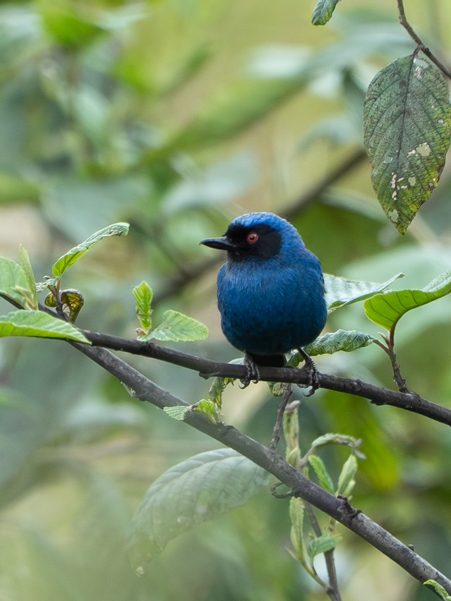 Maskenhakenschnabel - ML646598547