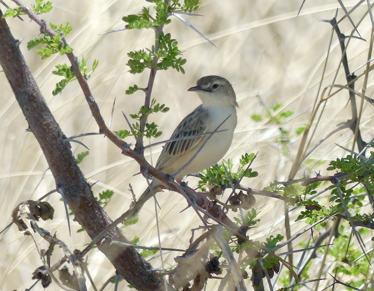 Desert Cisticola - ML646598548