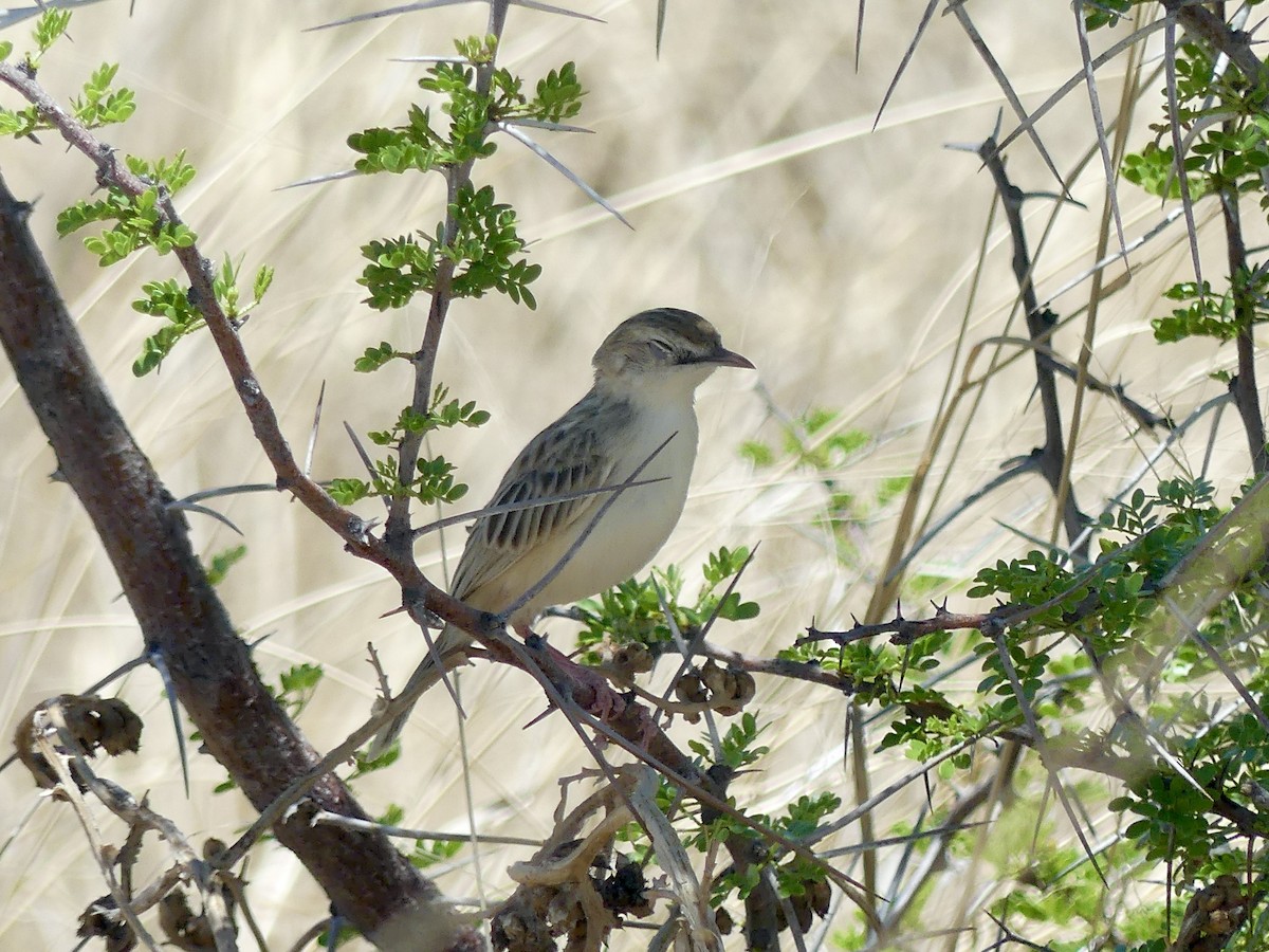 Desert Cisticola - ML646598549