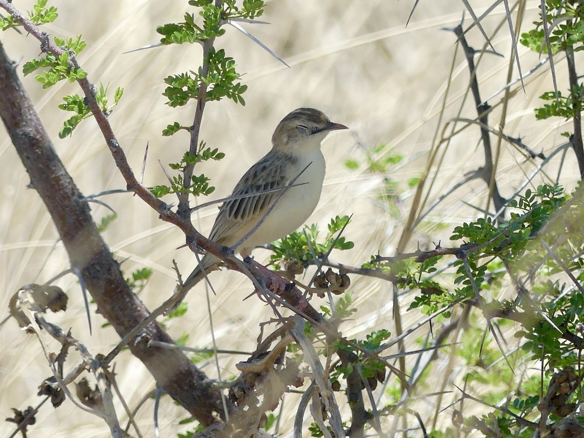Desert Cisticola - ML646598550