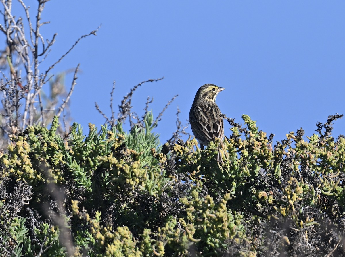 Savannah Sparrow - ML646598557