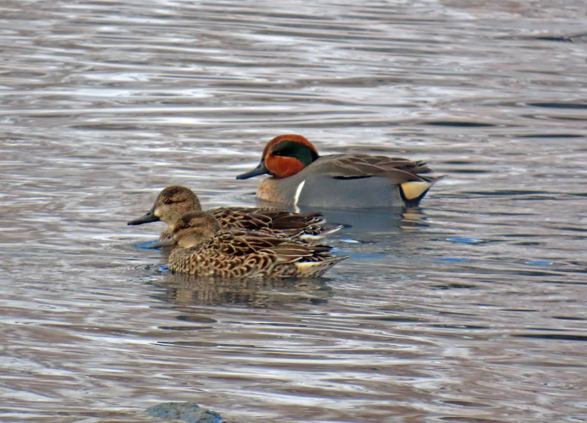 čírka obecná - ML646598558