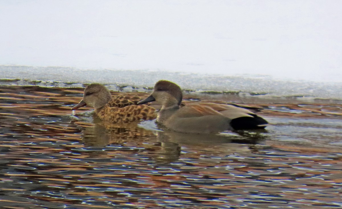 kopřivka obecná - ML646598559