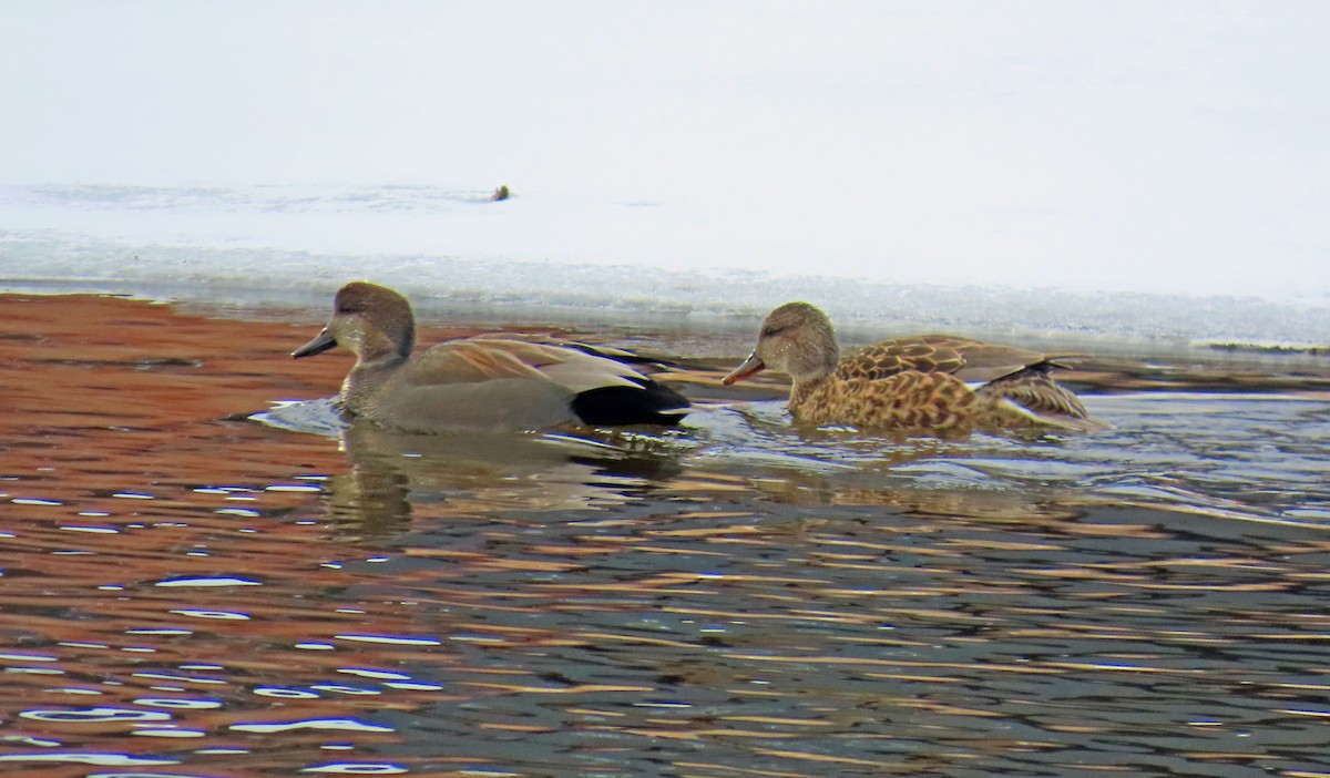 kopřivka obecná - ML646598560