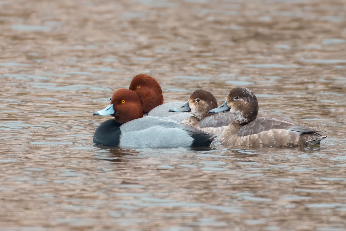 Redhead - ML646598564