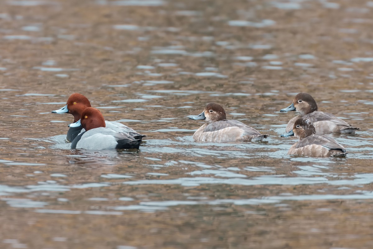 Redhead - ML646598565