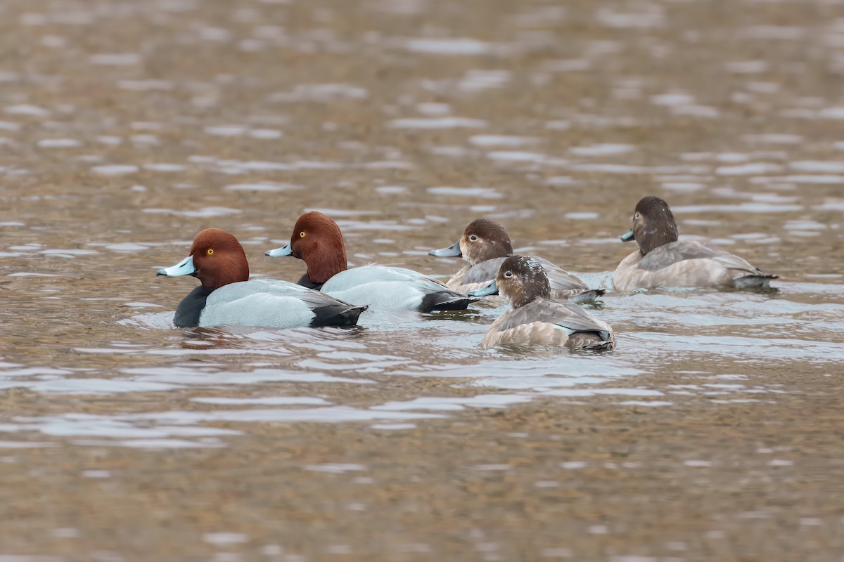 Redhead - ML646598566