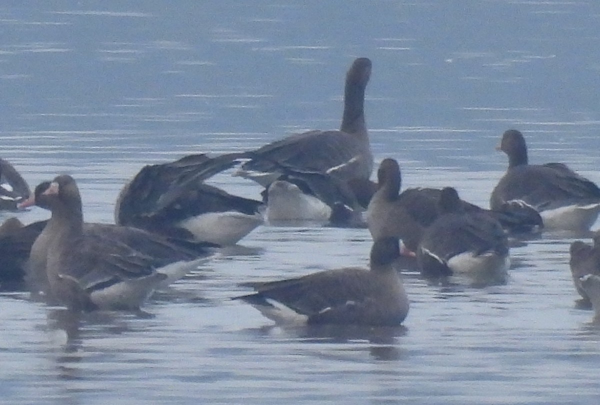 Гуска мала - ML646598568