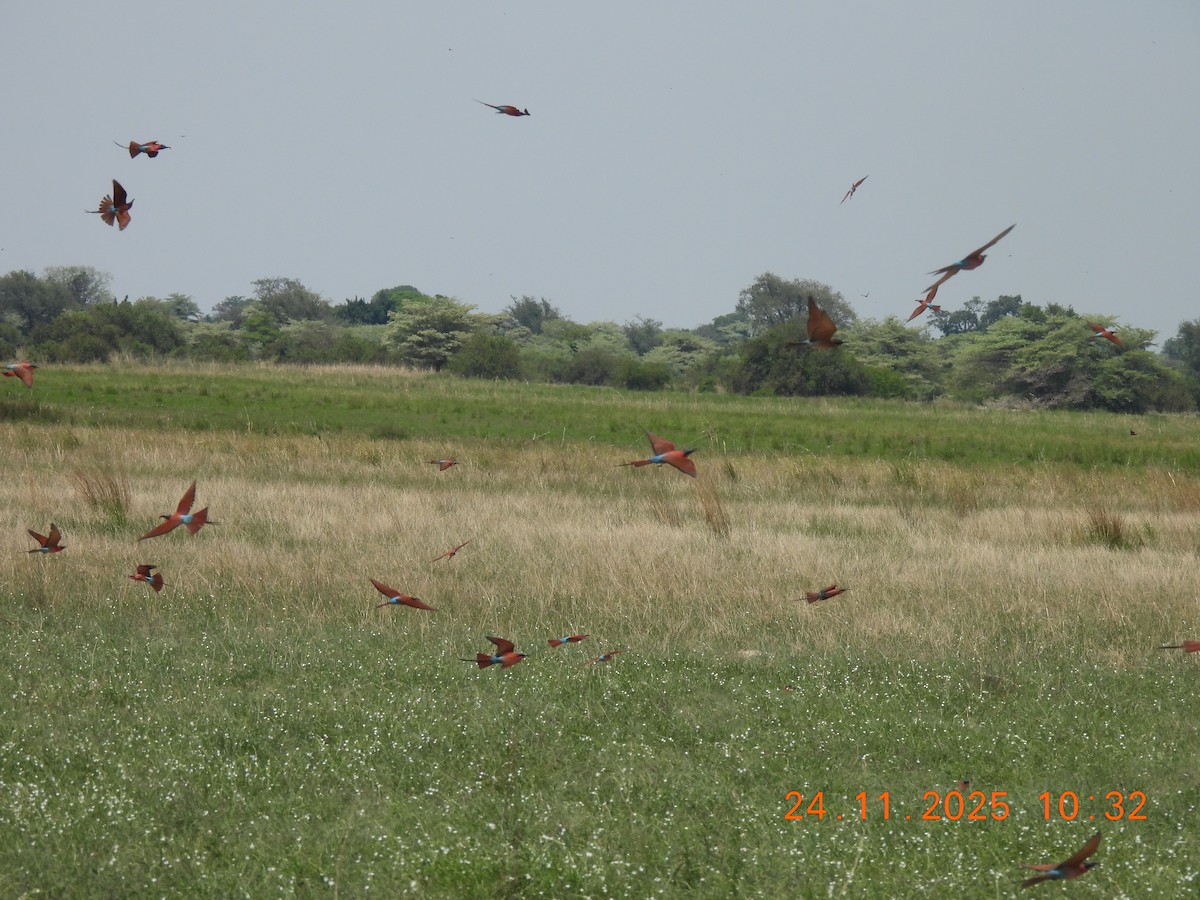 Guêpier carmin - ML646598569