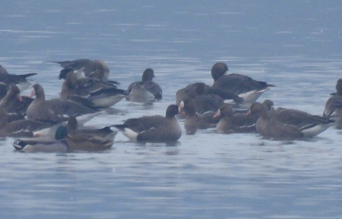 Гуска мала - ML646598570