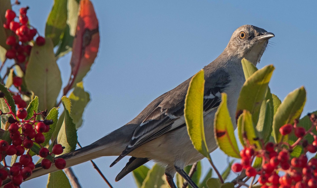 Northern Mockingbird - ML646598571
