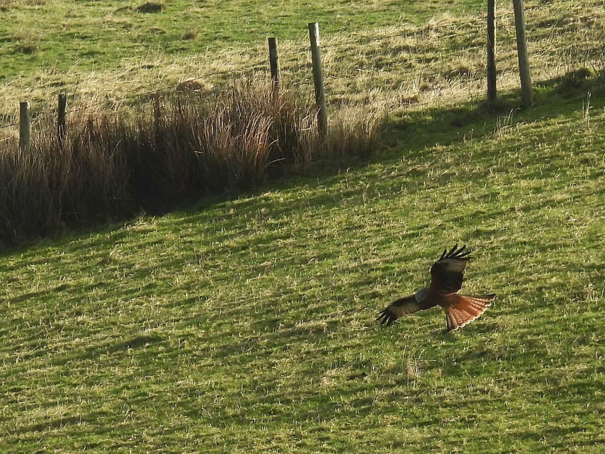 Rotmilan - ML646598572