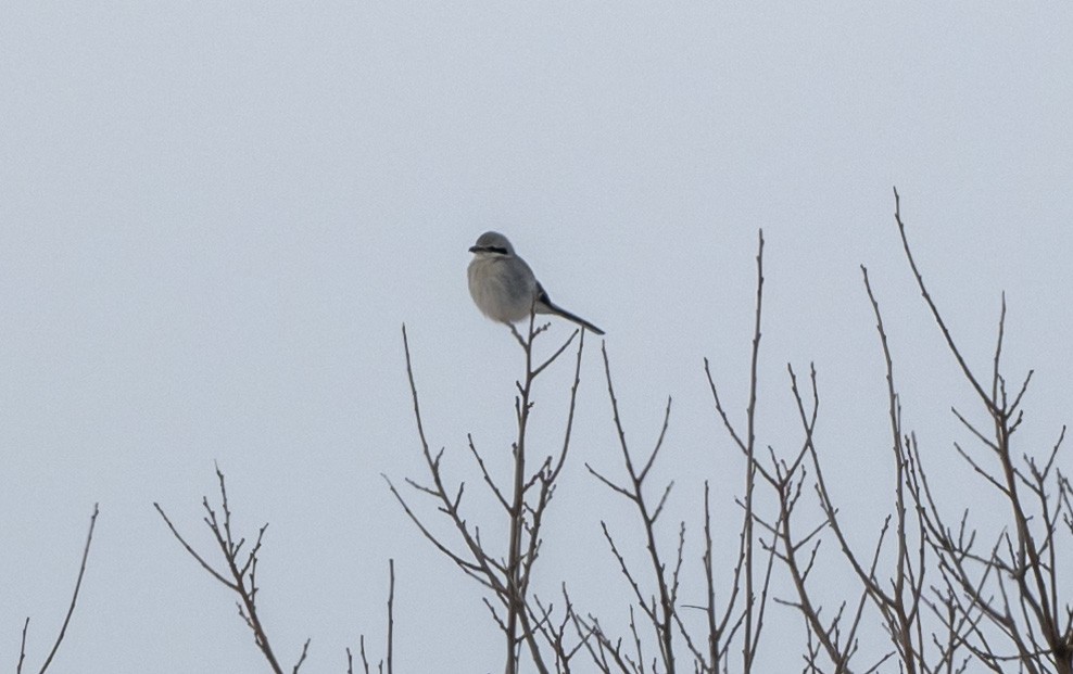 Northern Shrike - ML646598573