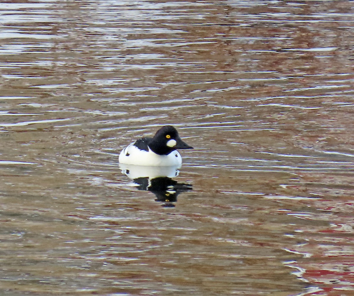 hohol severní - ML646598574