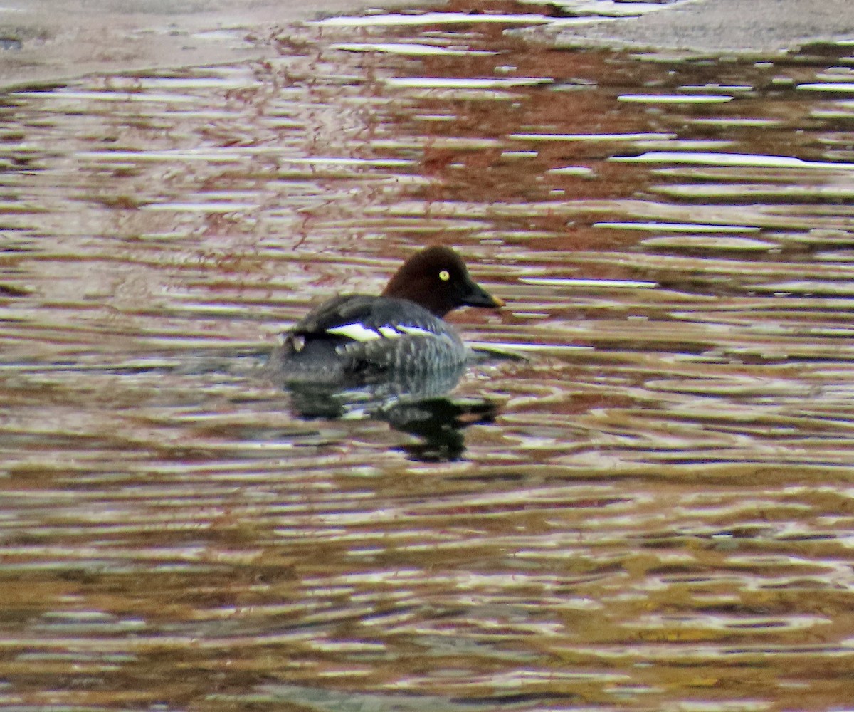 hohol severní - ML646598575