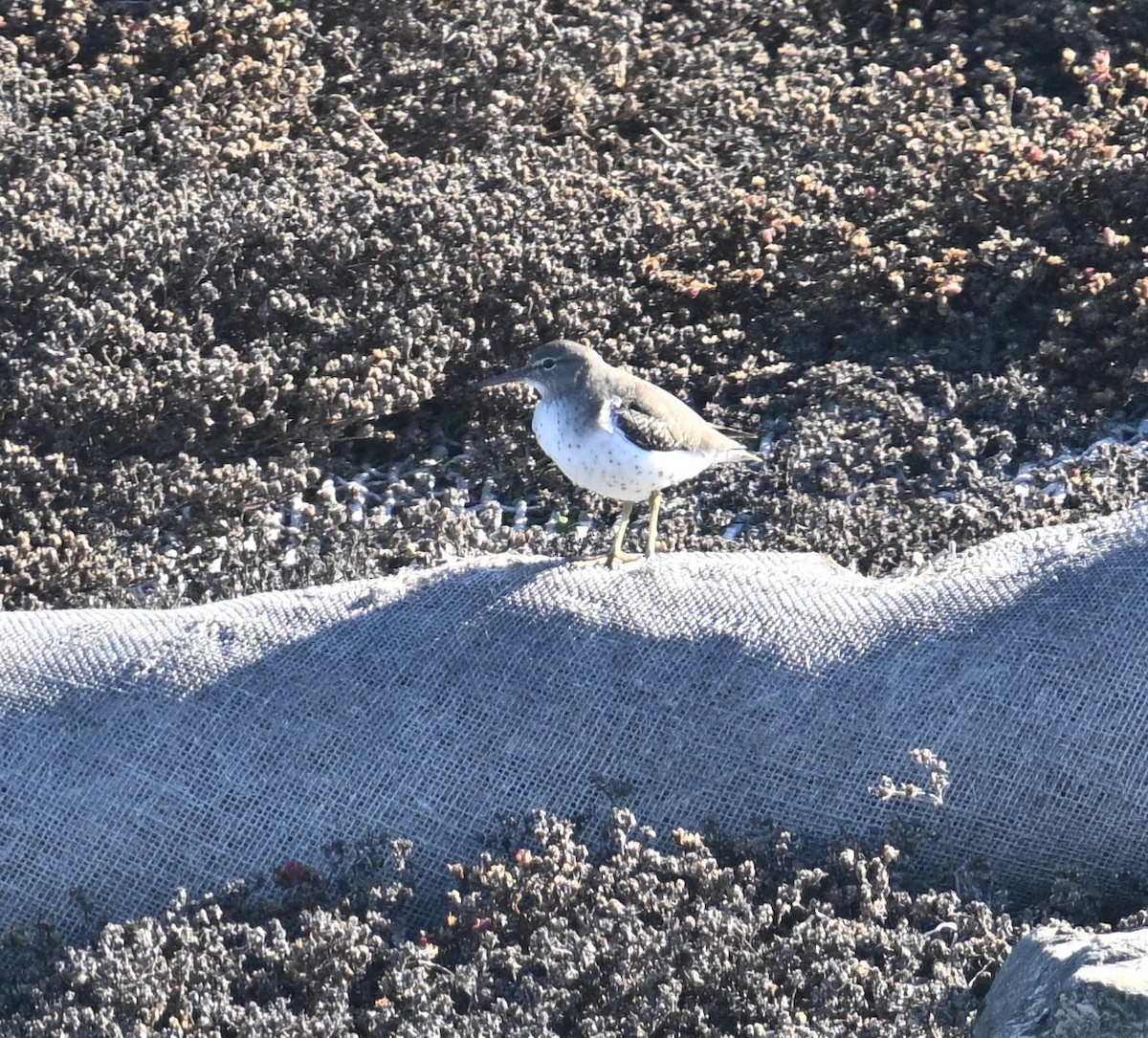 Spotted Sandpiper - ML646598576