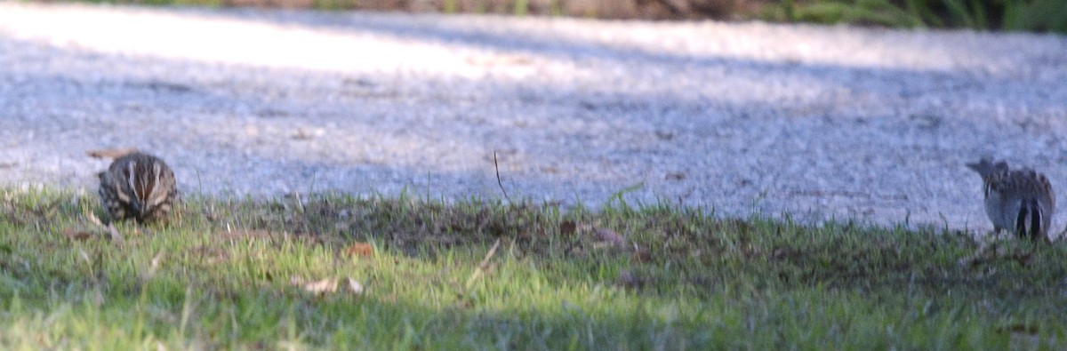 Song Sparrow - ML646598577