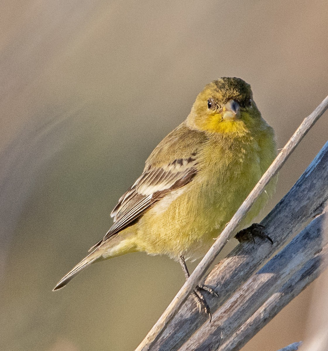 Lesser Goldfinch - ML646598579