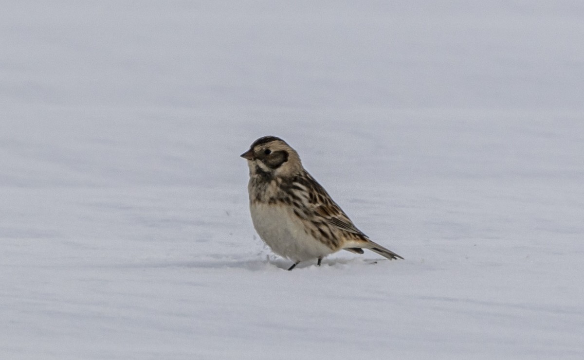 鐵爪鵐 - ML646598581