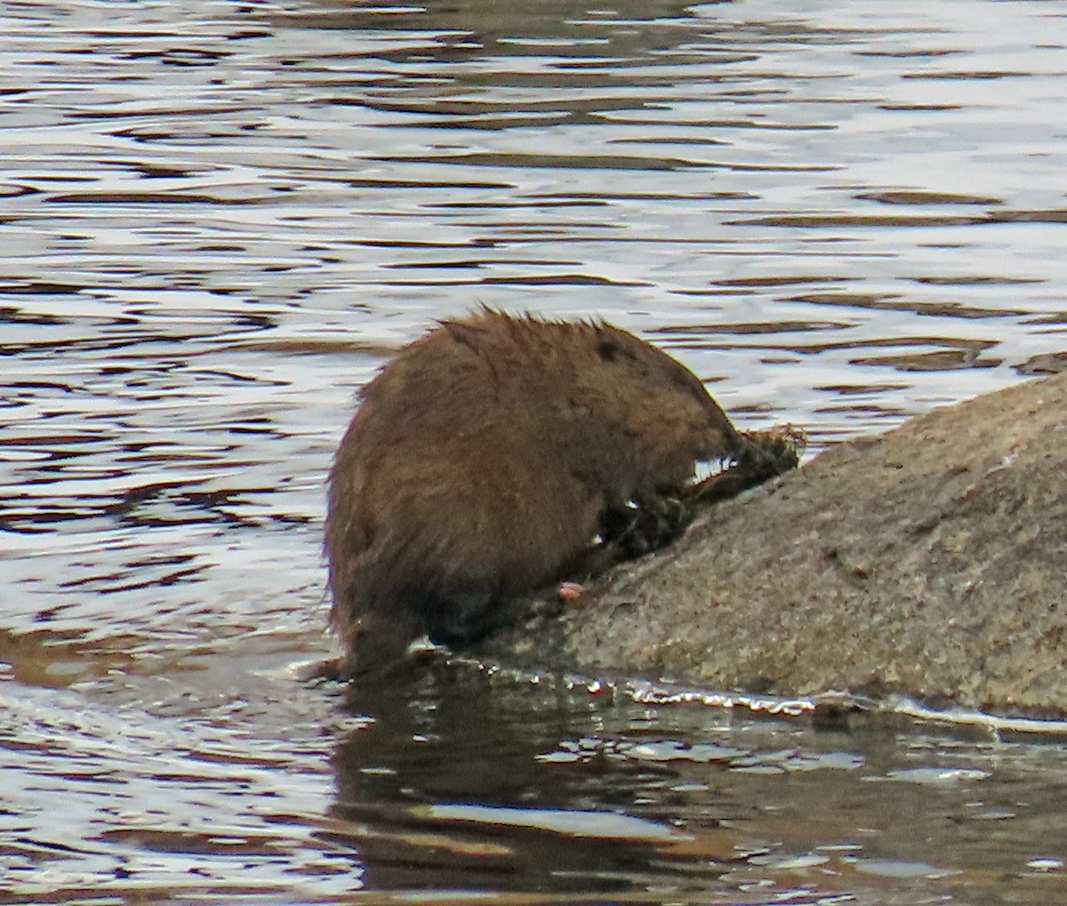 Rocky Mountain Muskrat - ML646598582
