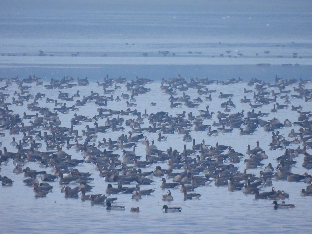 Greater White-fronted Goose - ML646598583