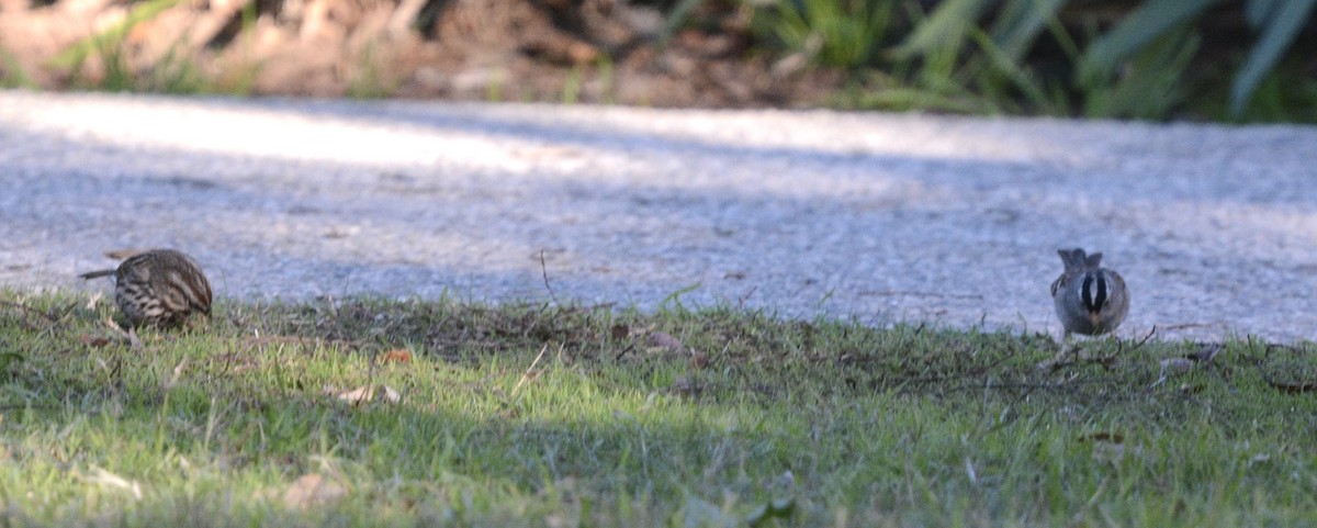 White-crowned Sparrow - ML646598584