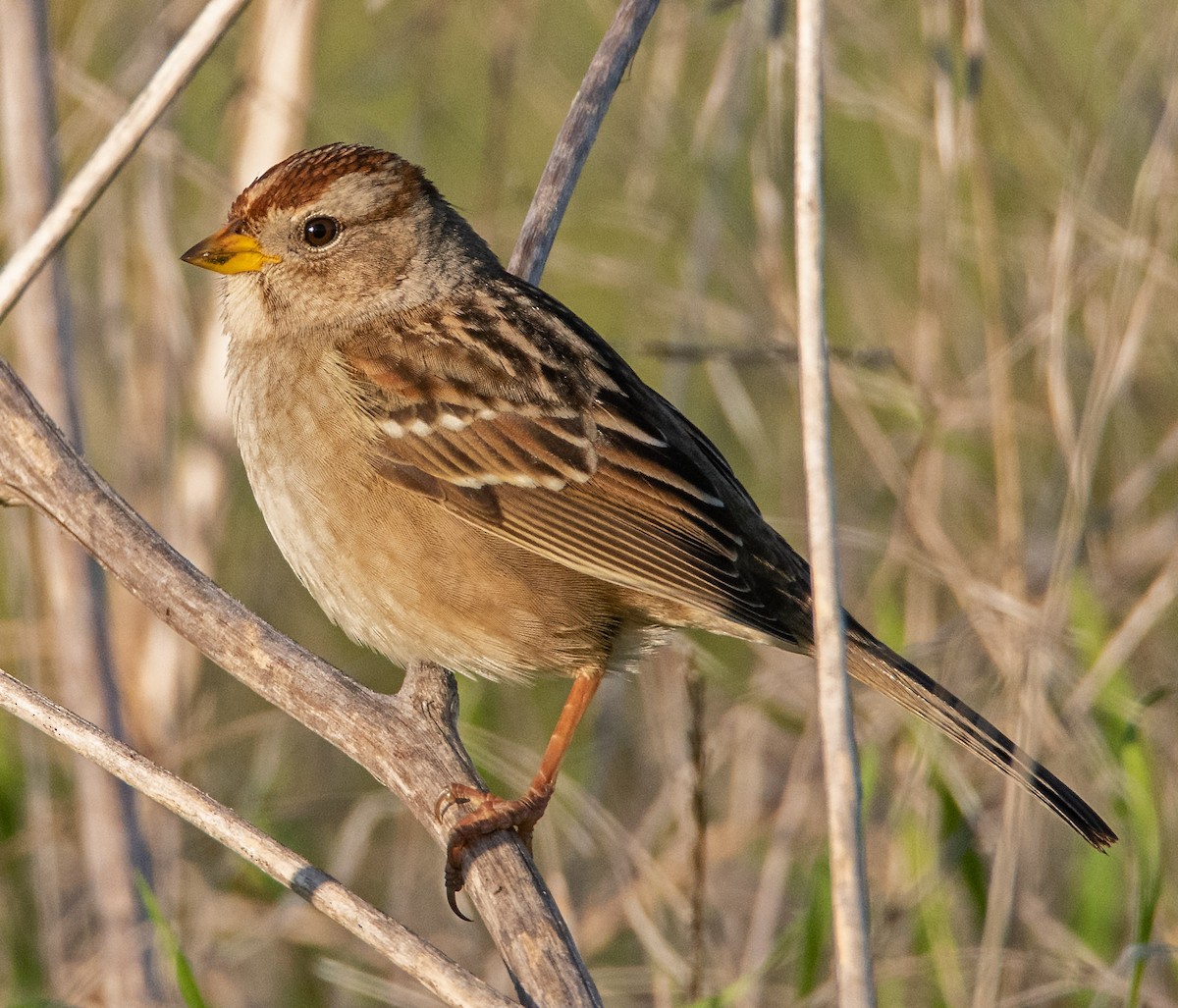 White-crowned Sparrow - ML646598585